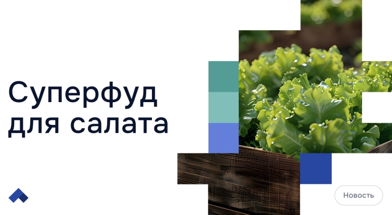 Ученые НГТУ НЭТИ увеличили урожайность листового салата с помощью биогеля · Витрина практик программы «Приоритет» | Страница 9 Ученые НГТУ НЭТИ увеличили урожайность листового салата с помощью биогеля