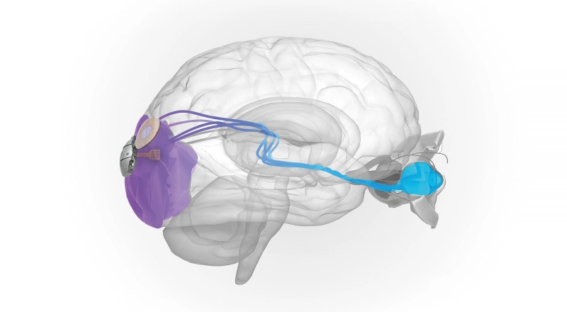 Российские ученые разработали устройство, которое вернет человеку способность видеть