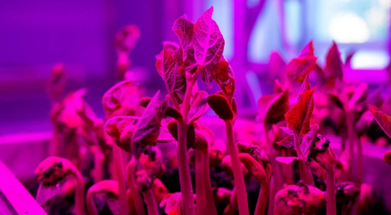 В Новосибирске открыли Исследовательский центр биологической защиты растений