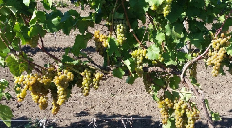 В ЧГУ им. А. А. Кадырова выводят новые сорта винограда