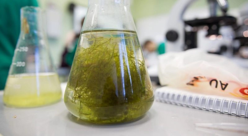 Ученые УрФУ придумали, как обогатить пиво полезными веществами