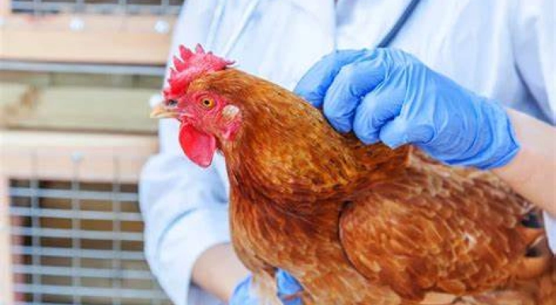 Белгородские ученые создали тест-систему для определения антител к бактериям у птиц