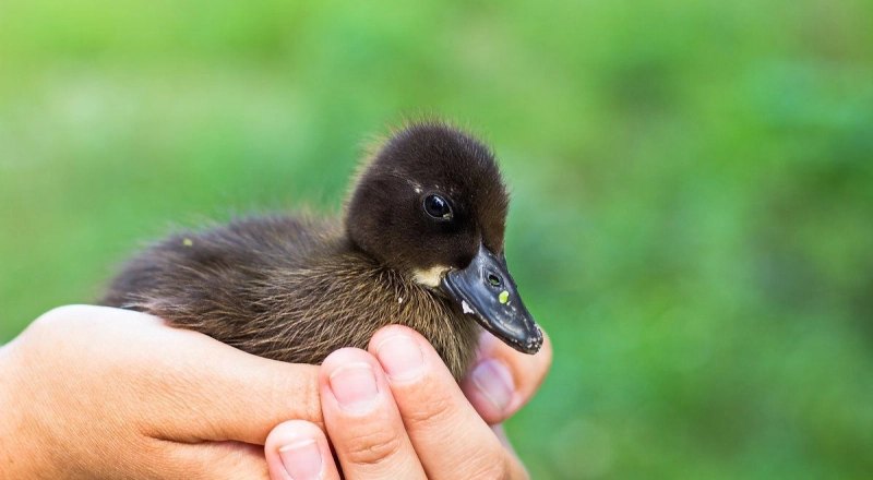 Донские ученые нашли способ предотвратить стресс у эмбриона кряквы