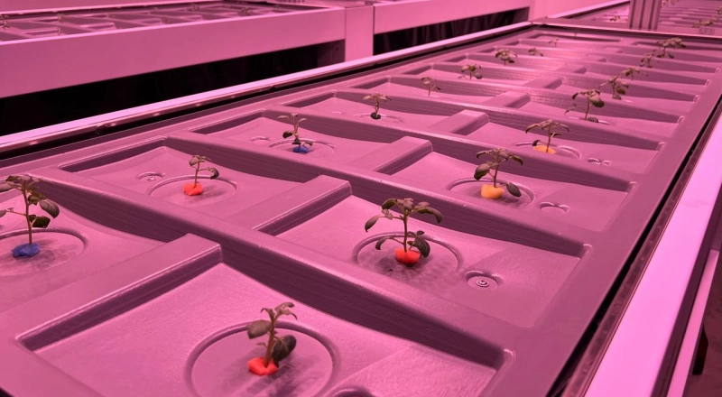 В Бурятии осваивают беспочвенный метод выращивания картофеля