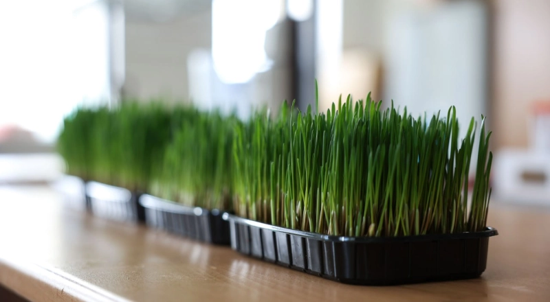 Ученые разработали микроудобрения для полей Ставрополья