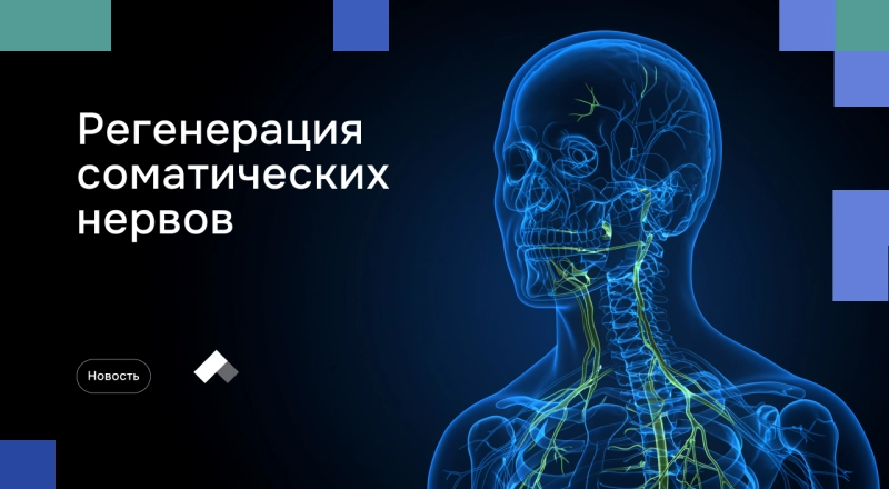 Ученые разработали структуры для регенерации соматических нервов