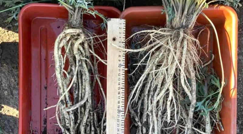 Бурятские ученые усовершенствовали технологию выращивания сапожниковии