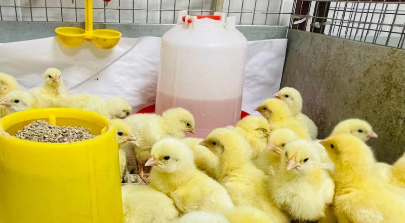 Ученые Тимирязевской академии создают безопасную альтернативу кормовым антибиотикам