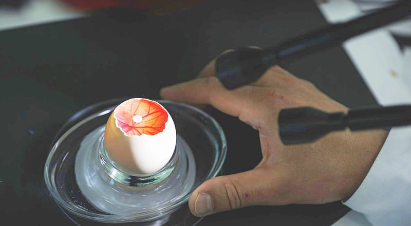 Куриные эмбрионы против ран: ученые СКФУ нашли природную альтернативу дорогим препаратам