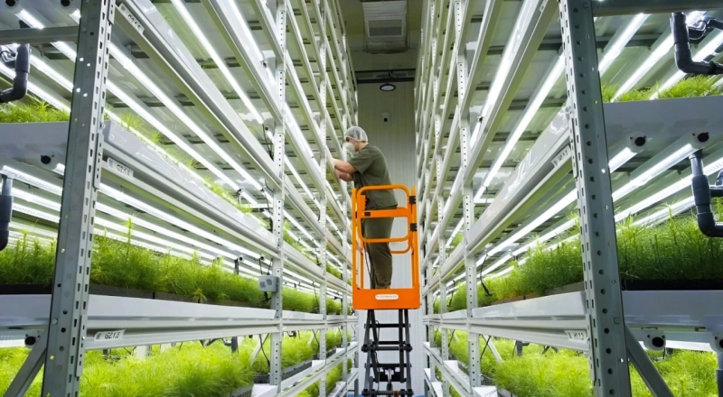 Ученые КемГУ разработали программу для автоматизации гидропонного выращивания хвойных саженцев