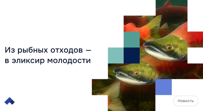 В ПНИПУ впервые создали способ выделения ДНК из молок лососевых рыб для биомедицины