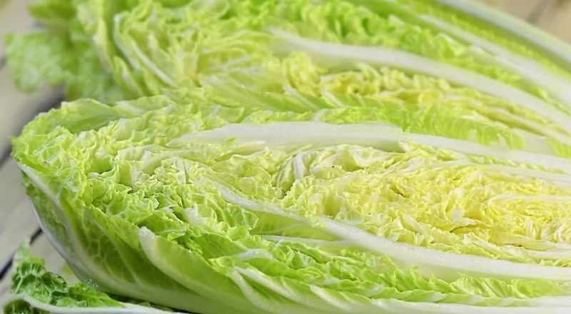 Четыре месяца свежести: селекционеры Тимирязевки представили новые гибриды пекинской капусты