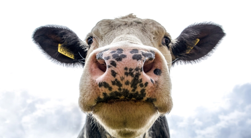 Цифровой ветеринар: ИИ выявит хромоту коров раньше фермера · Витрина практик программы «Приоритет» | Страница 13 Цифровой ветеринар: ИИ выявит хромоту коров раньше фермера