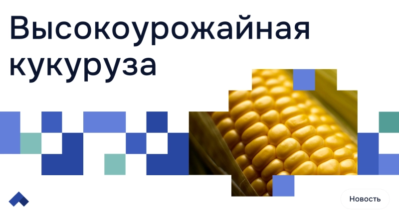 Новые сорта кукурузы КБГУ успешно прошли полевые испытания · Витрина практик программы «Приоритет» | Страница 12 Новые сорта кукурузы КБГУ успешно прошли полевые испытания