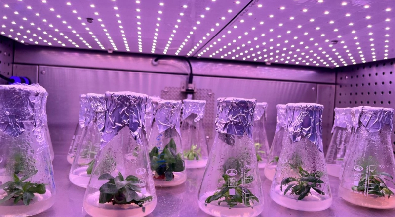 Груши из пробирки: как чеченские ученые продвигают устойчивое садоводство · Витрина практик программы «Приоритет» | Страница 11 Груши из пробирки: как чеченские ученые продвигают устойчивое садоводство