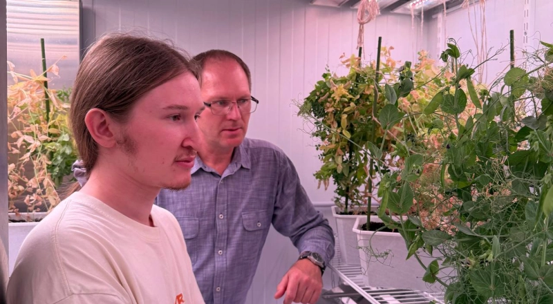 Башкирские ученые создают ИИ-лабораторию для ускорения выведения новых сортов гороха · Витрина практик программы «Приоритет» | Страница 11 Башкирские ученые создают ИИ-лабораторию для ускорения выведения новых сортов гороха