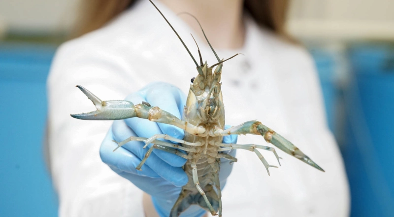 Впервые в России создают корма для тропических раков и креветок