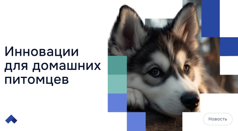 Препарат ученых ДГТУ вылечит от облысения четвероногих пациентов · Витрина практик программы «Приоритет» | Страница 8 Препарат ученых ДГТУ вылечит от облысения четвероногих пациентов