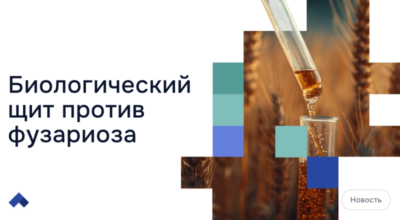 В КубГАУ создали первый в мире биопрепарат от опасных болезней зерновых культур
