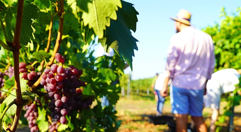 Разработка ученых Кубанского аграрного университета позволит в три раза сократить время обновления виноградников