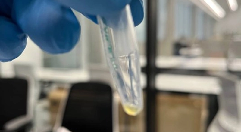 Белгородский ГАУ создает генетическую базу данных для селекции сои · Витрина практик программы «Приоритет» | Страница 3 Белгородский ГАУ создает генетическую базу данных для селекции сои