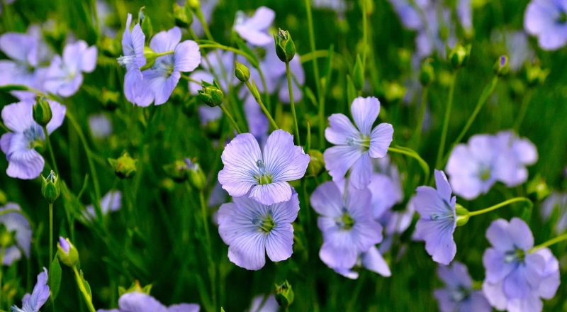 В Тимирязевке научились точно рассчитывать дозы удобрений для льна
