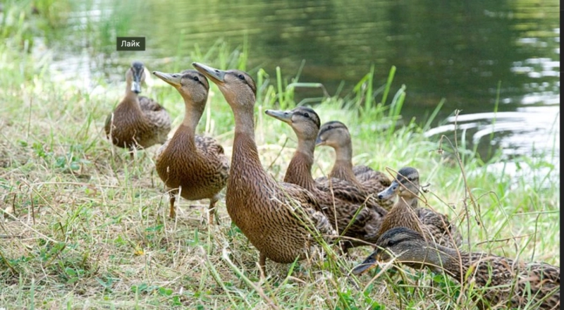 ИИ-орнитолог: нейросеть поможет распознать стресс у утки-кряквы и сохранить ее популяцию · Витрина практик программы «Приоритет» ИИ-орнитолог: нейросеть поможет распознать стресс у утки-кряквы и сохранить ее популяцию